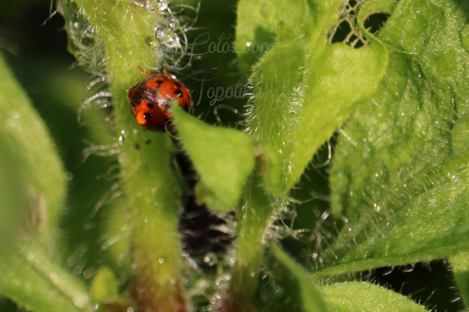 Subcoccinella vigintiquatuorpunctata - lucernaböde