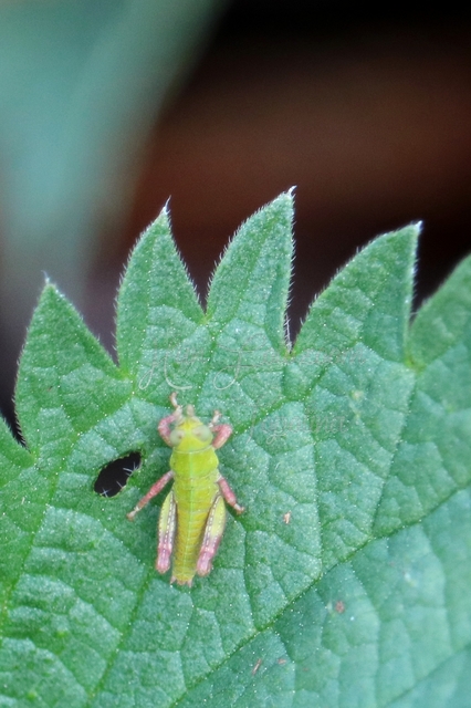 Odontopodisma decipiens - déli hegyisáska