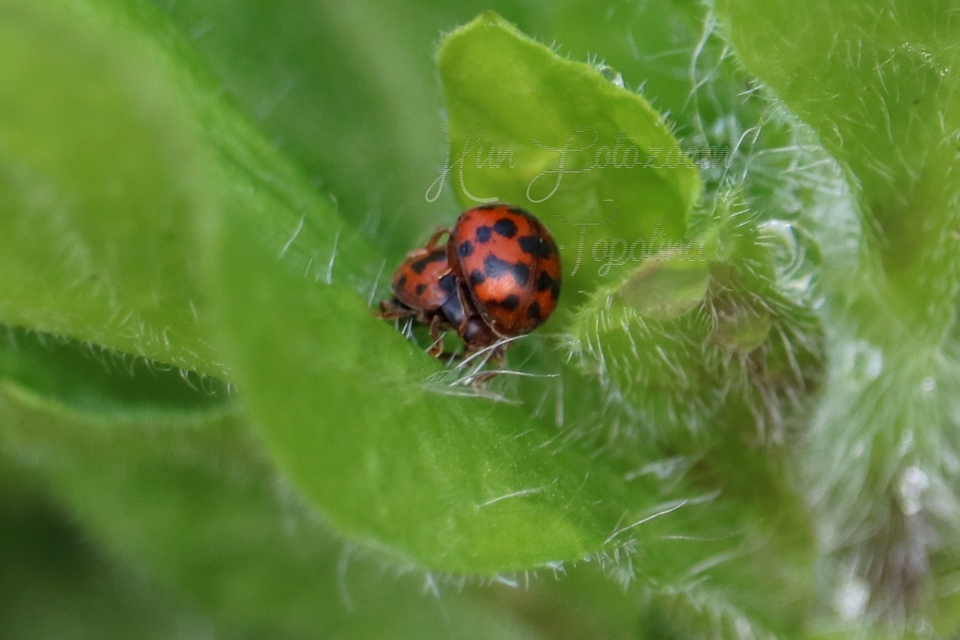 Subcoccinella vigintiquatuorpunctata - lucernaböde