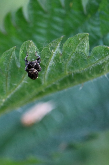 Nedyus quadrimaculatus - közönséges csalánormányos