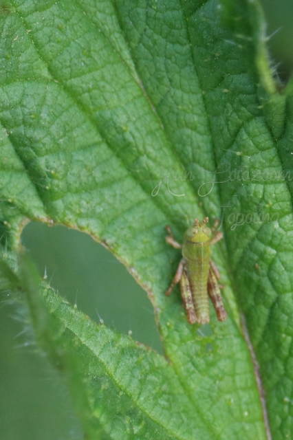 Odontopodisma decipiens - déli hegyisáska