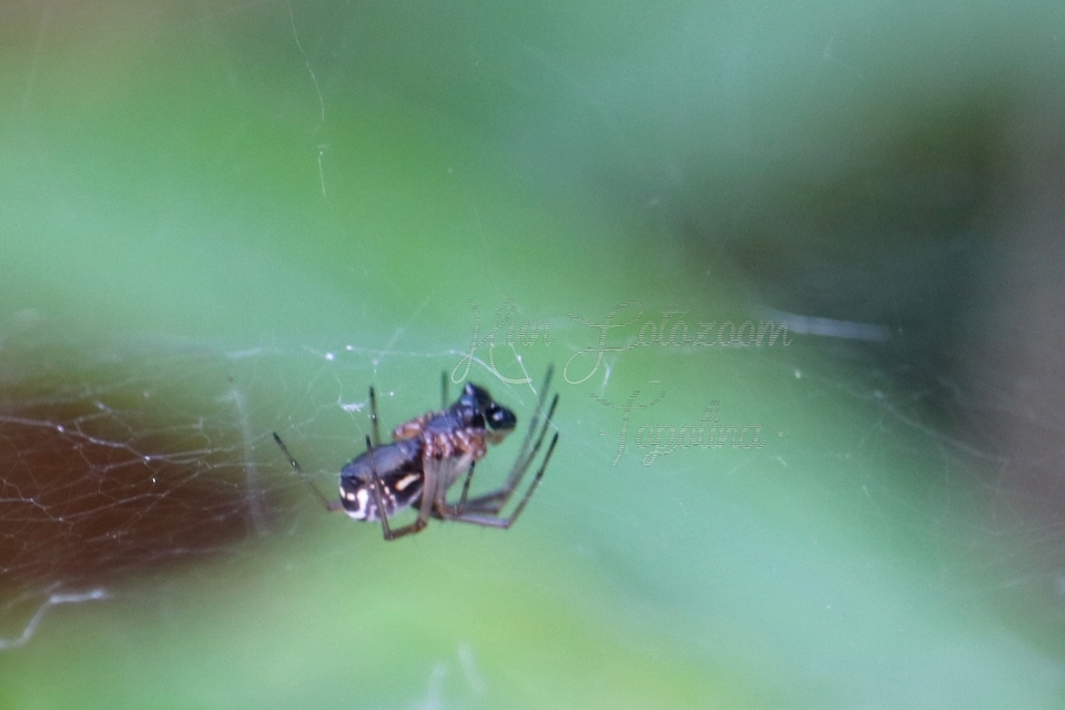 Linyphiidae - vitorláspókok