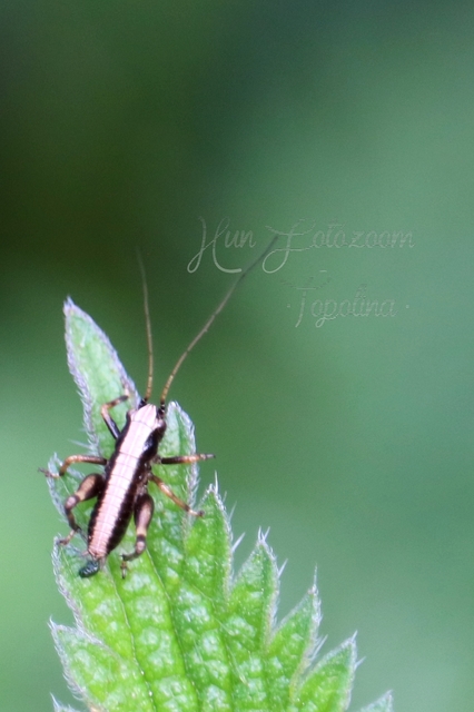 Pholidoptera griseoaptera - szürke avarszöcske