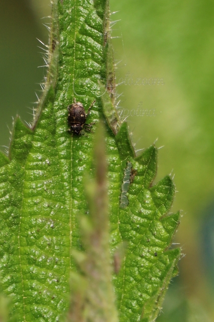 Nedyus quadrimaculatus - közönséges csalánormányos