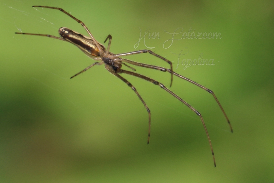 Tetragnatha