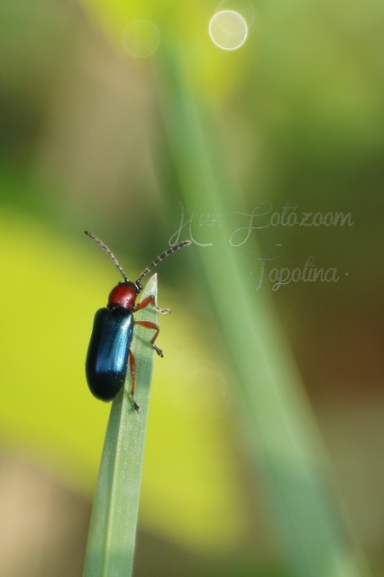 Oulema melanopus/duftschmidi