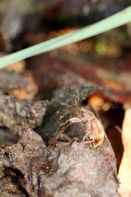 Anthonomus rectirostris - meggymaglikasztó Anthonomus rectirostris - meggymaglikasztó