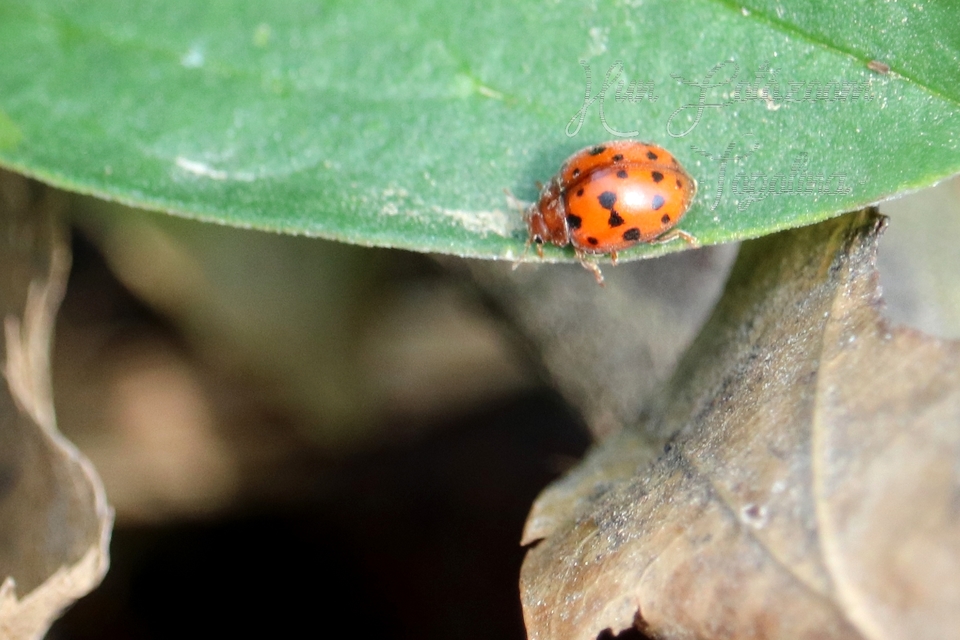 Subcoccinella vigintiquatuorpunctata - lucernaböde