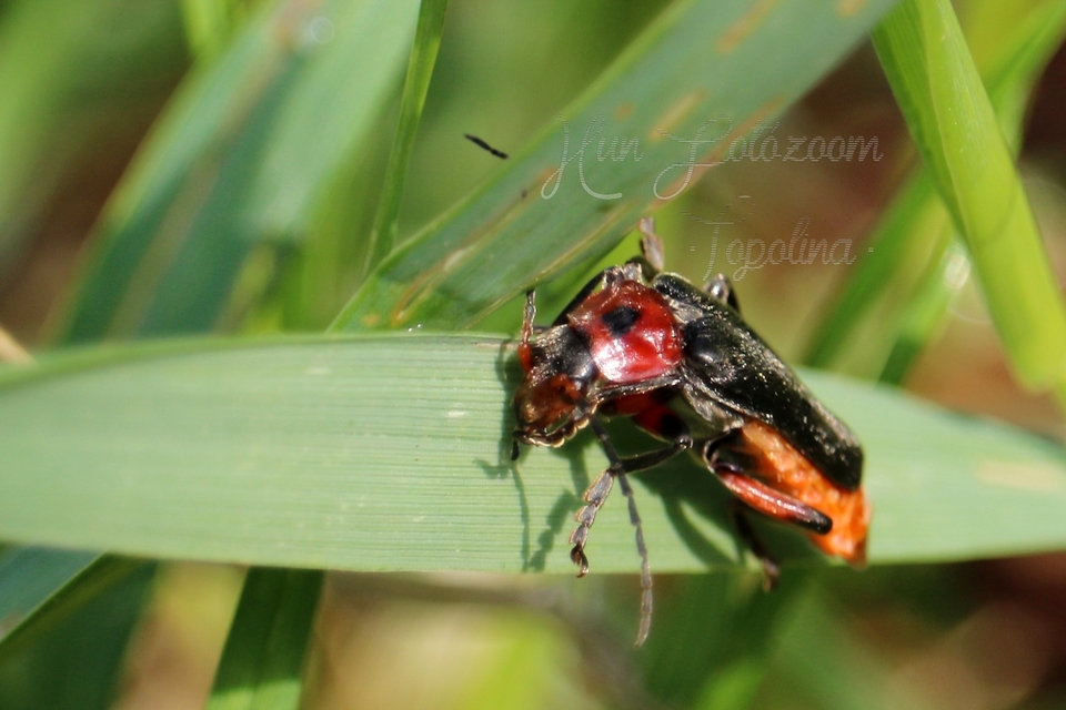 Cantharis rustica - suszterbogár