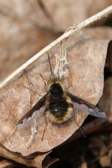 Bombylius major - szegélyes pöszörlégy