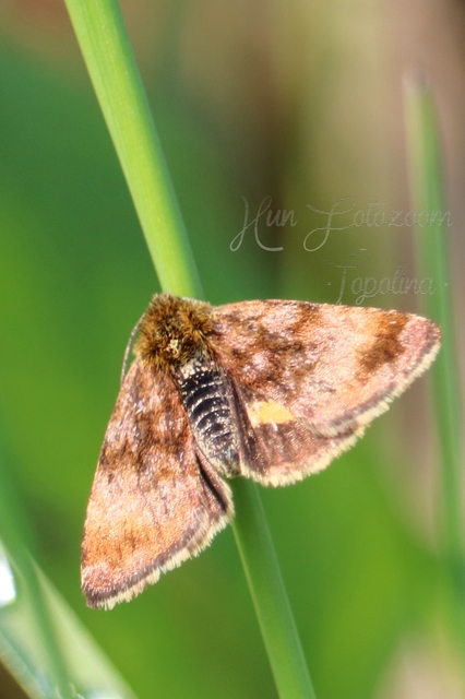 Panemeria tenebrata - apró sárgabagoly