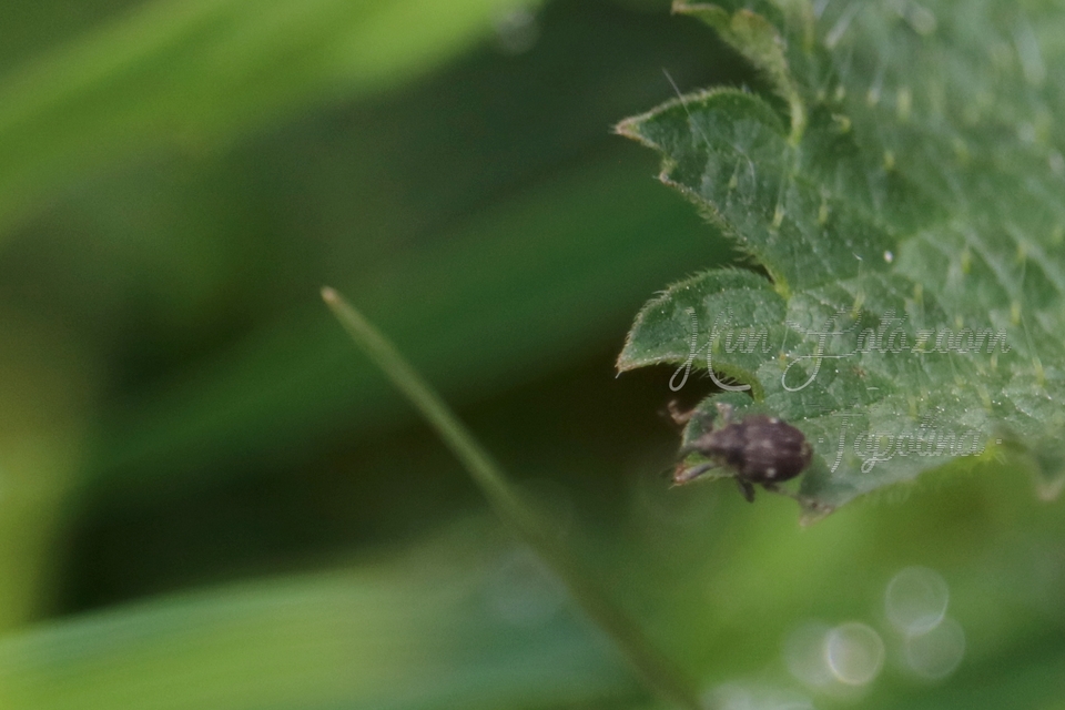 Nedyus quadrimaculatus - közönséges csalánormányos