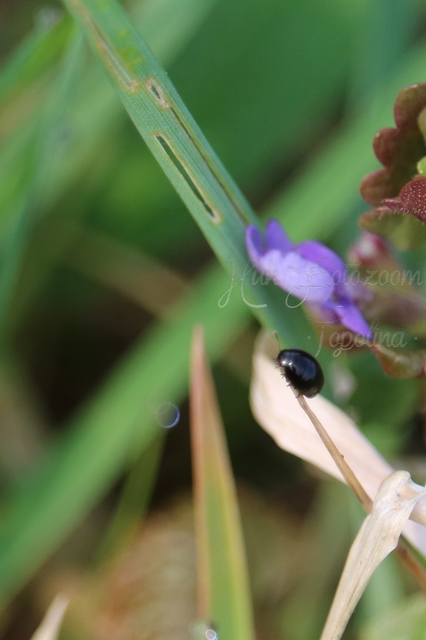 Phalacridae - kalászbogárfélék Phalacridae - kalászbogárfélék