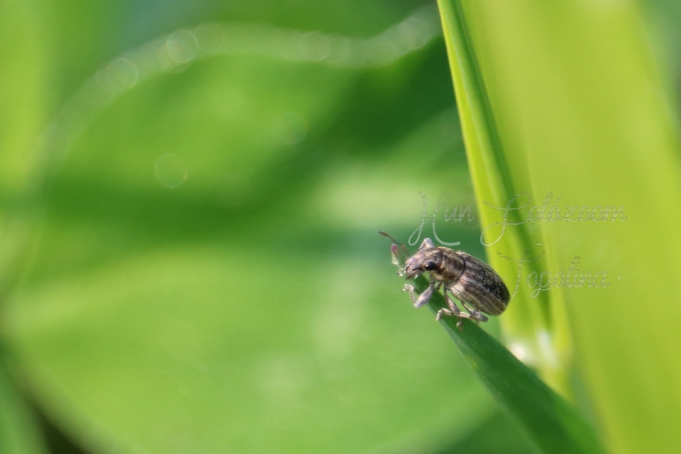 Sitona lineatus - sávos csipkézőbogár