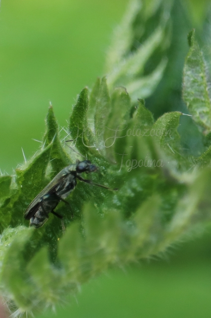 Oedemera