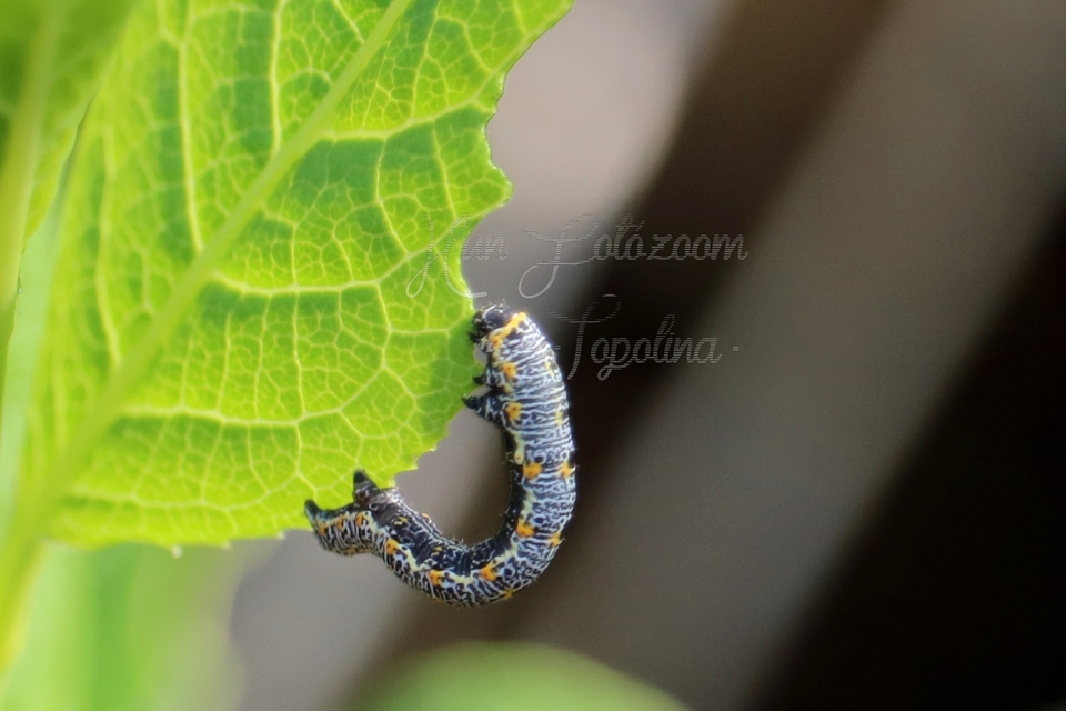 Artiora evonymaria - kecskerágó-araszoló