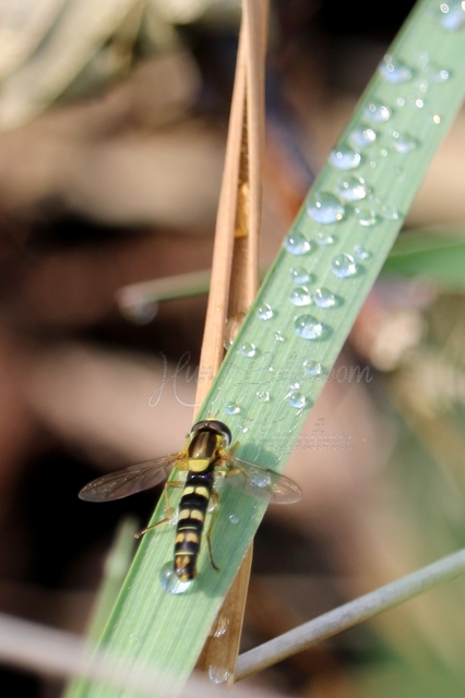 Sphaerophoria