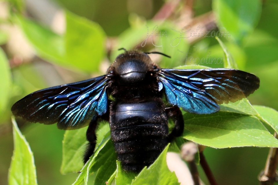 Xylocopa violacea - kék fadongó