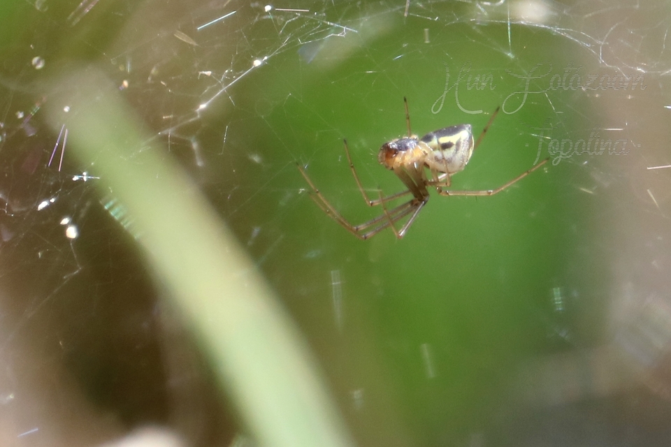 Linyphiidae - vitorláspókok