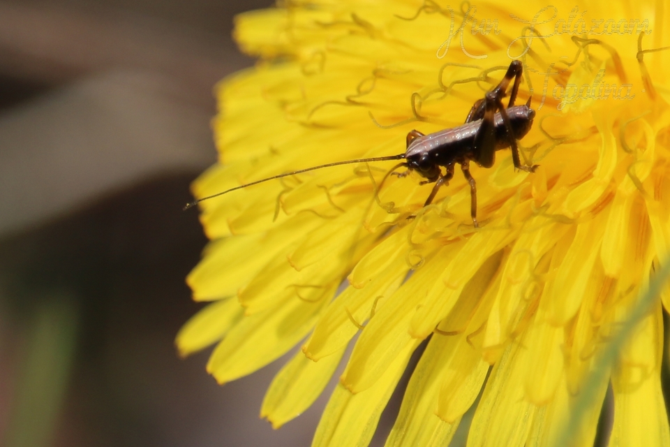 Pholidoptera griseoaptera - szürke avarszöcske