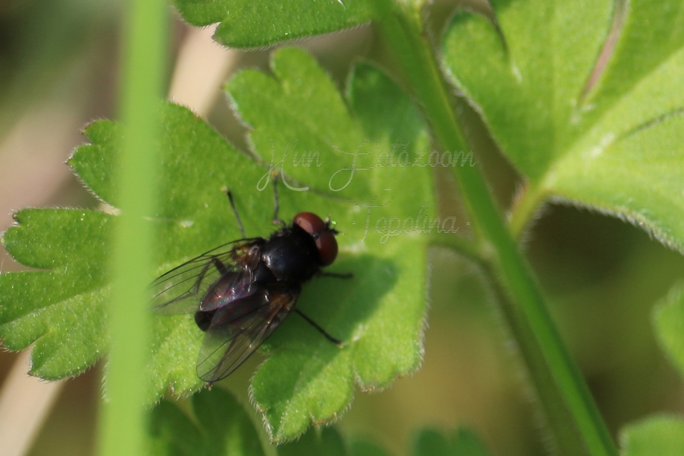 Muscidae - igazi legyek