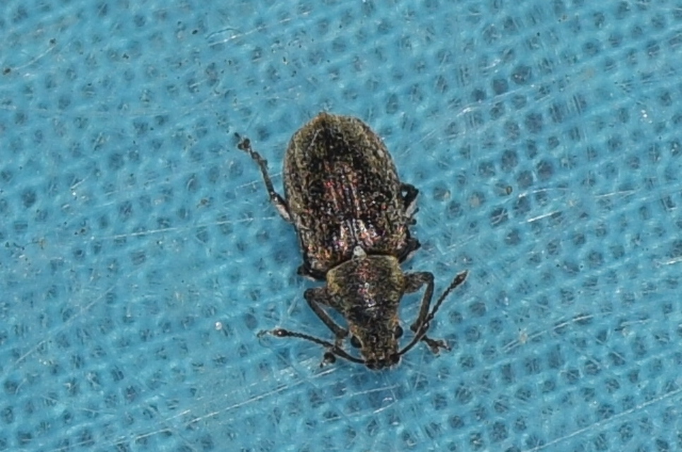 Phyllobius pyri - gyümölcsfa-levélormányos