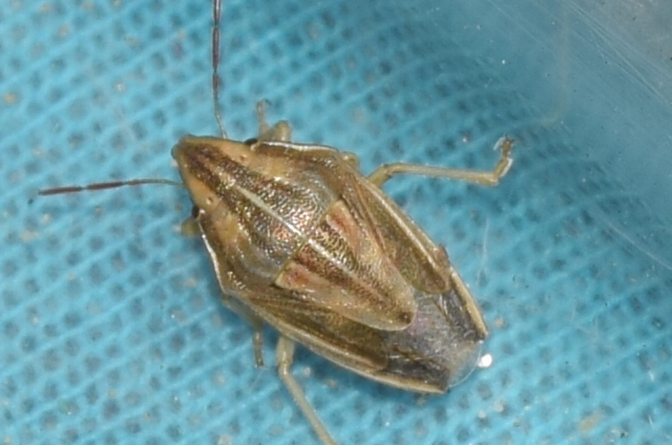 Aelia acuminata - közönséges szipolypoloska Aelia acuminata - közönséges szipolypoloska