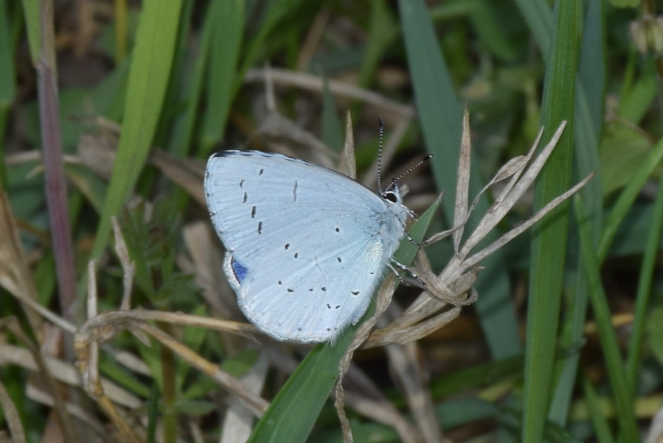 Celastrina argiolus - bengeboglárka