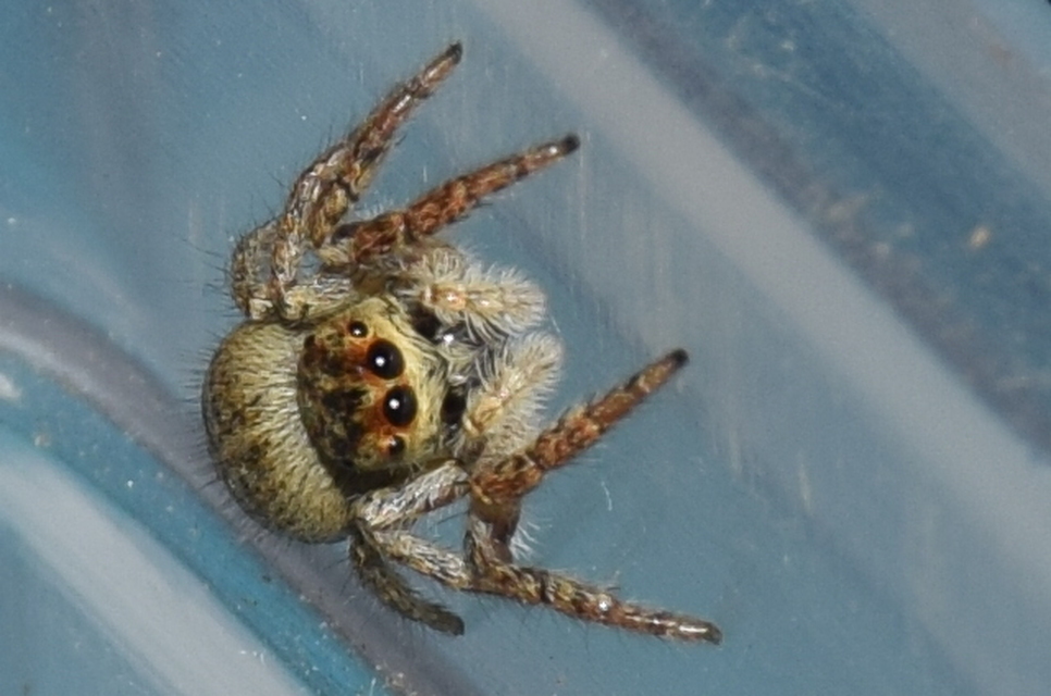 Carrhotus xanthogramma - rozsdás ugrópók