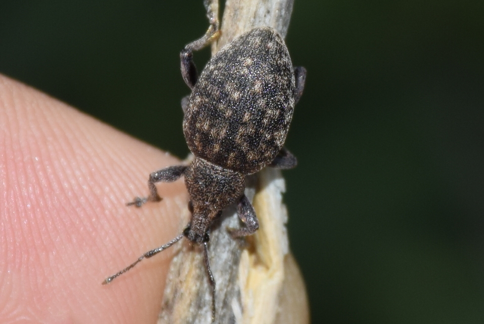 Otiorhynchus ligustici - vincellér-gyalogormányos