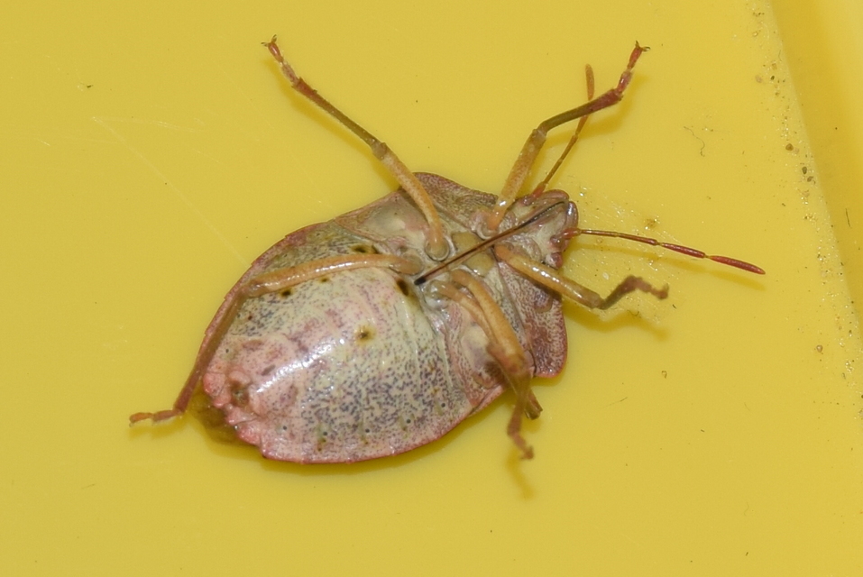 Palomena prasina - zöld bogyómászó-poloska Palomena prasina - zöld bogyómászó-poloska