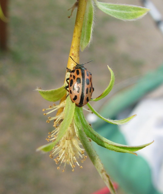 Chrysomela vigintipunctata - húszfoltos fűzlevelész