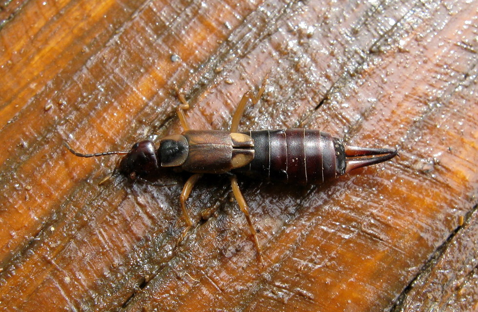 Forficula auricularia - közönséges fülbemászó