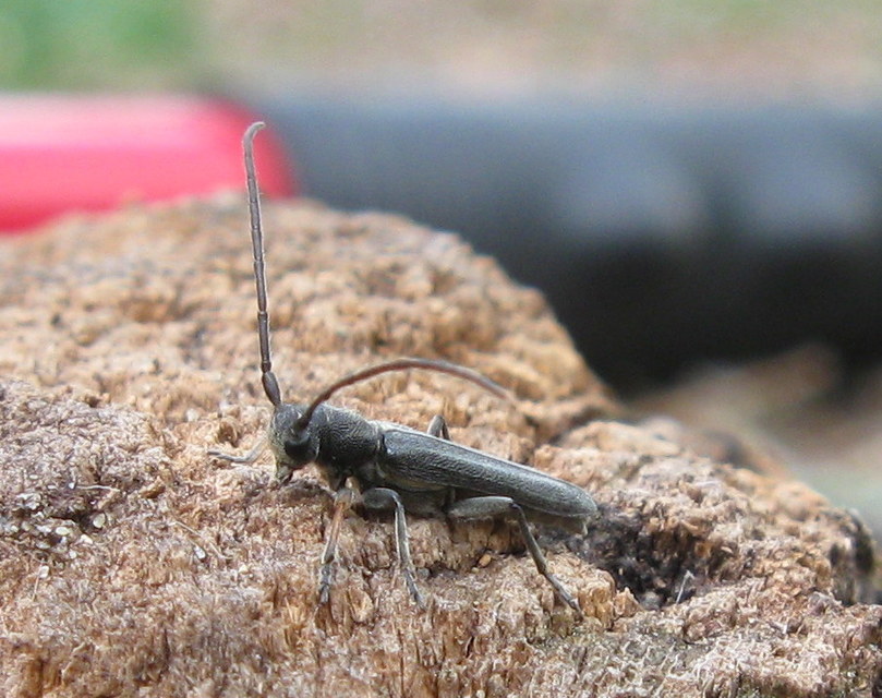 Phytoecia cylindrica - medvelapucincér