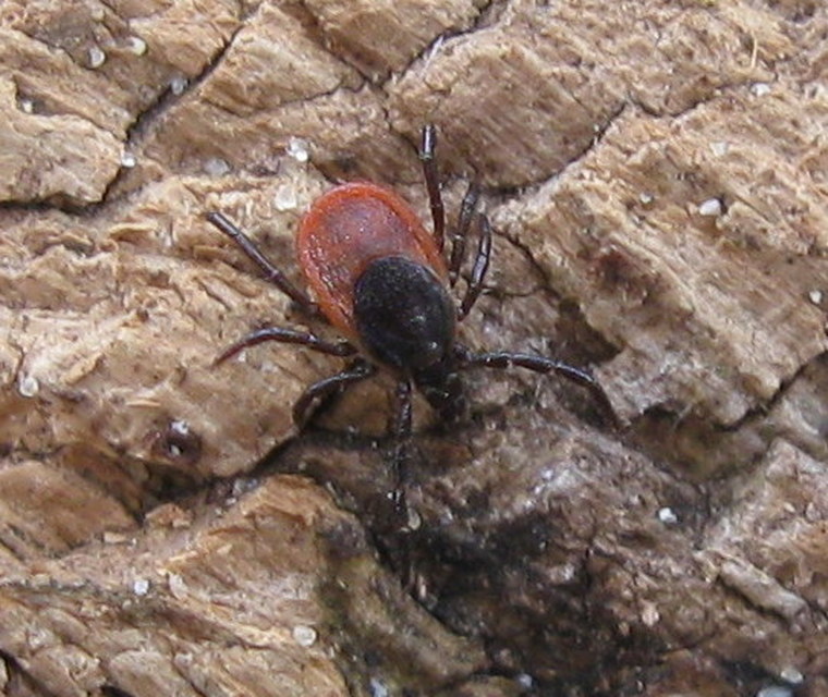 Ixodes