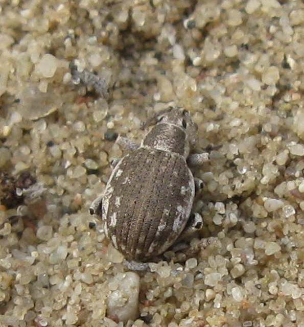 Peritelus familiaris - nagy kendermagbogár