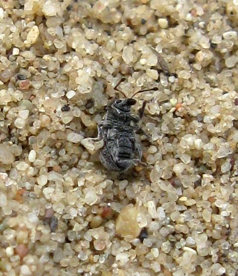 Omias globulus - szürke gömböcbarkó