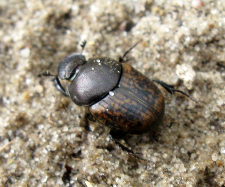 Onthophagus fracticornis - bronzos trágyatúró