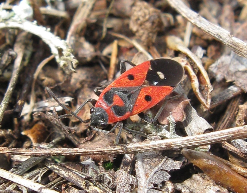 Melanocoryphus albomaculatus - nagy fehérfoltos-bodobács