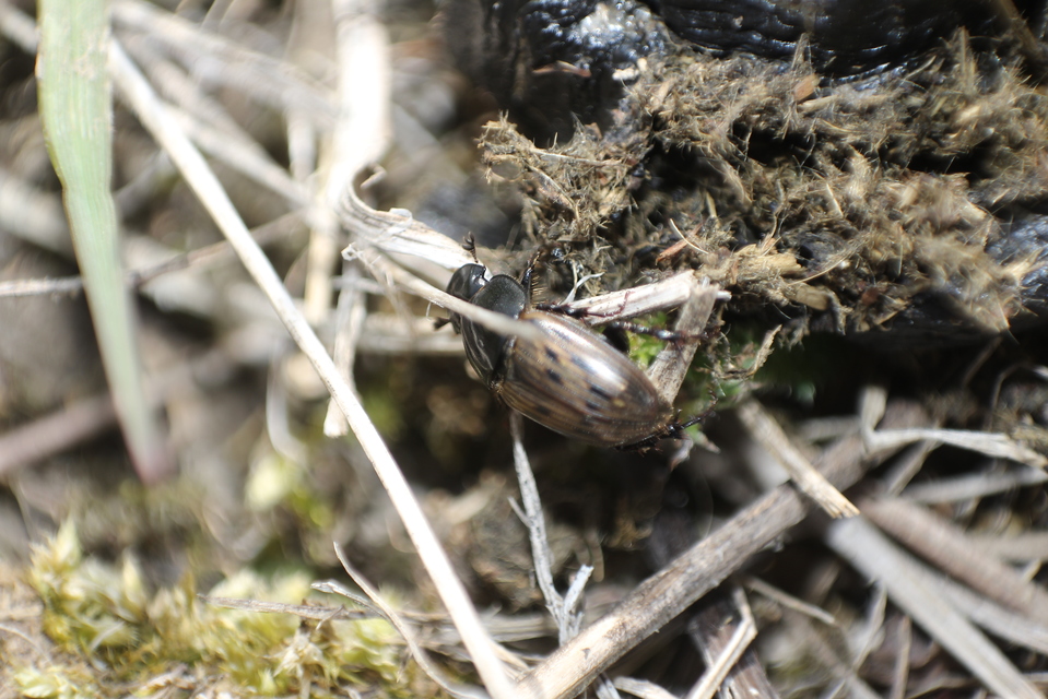 Aphodius luridus - tarka trágyabogár