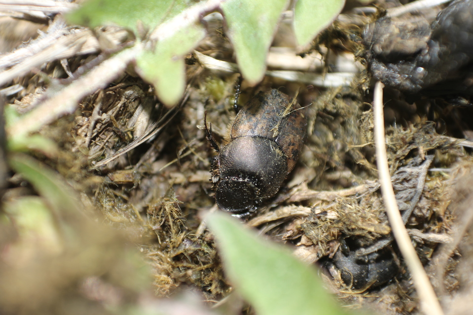 Onthophagus fracticornis - bronzos trágyatúró