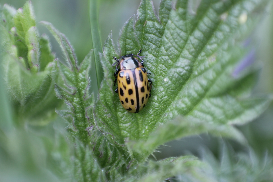 Chrysomela vigintipunctata - húszfoltos fűzlevelész