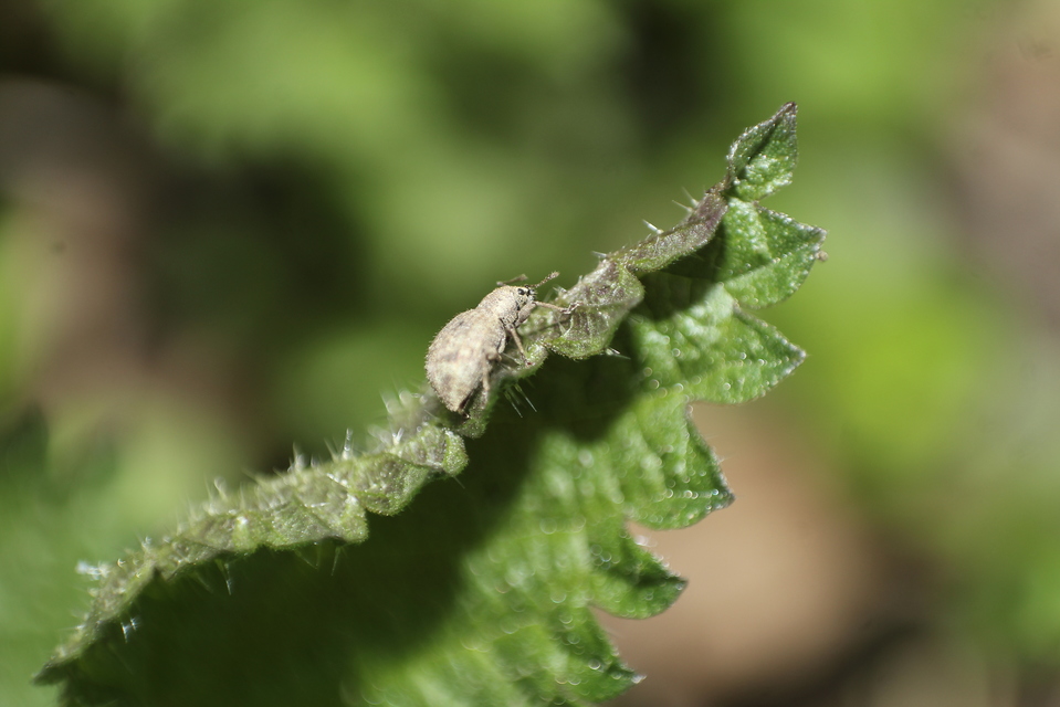 Sciaphilus asperatus - árnyékkereső ormányos