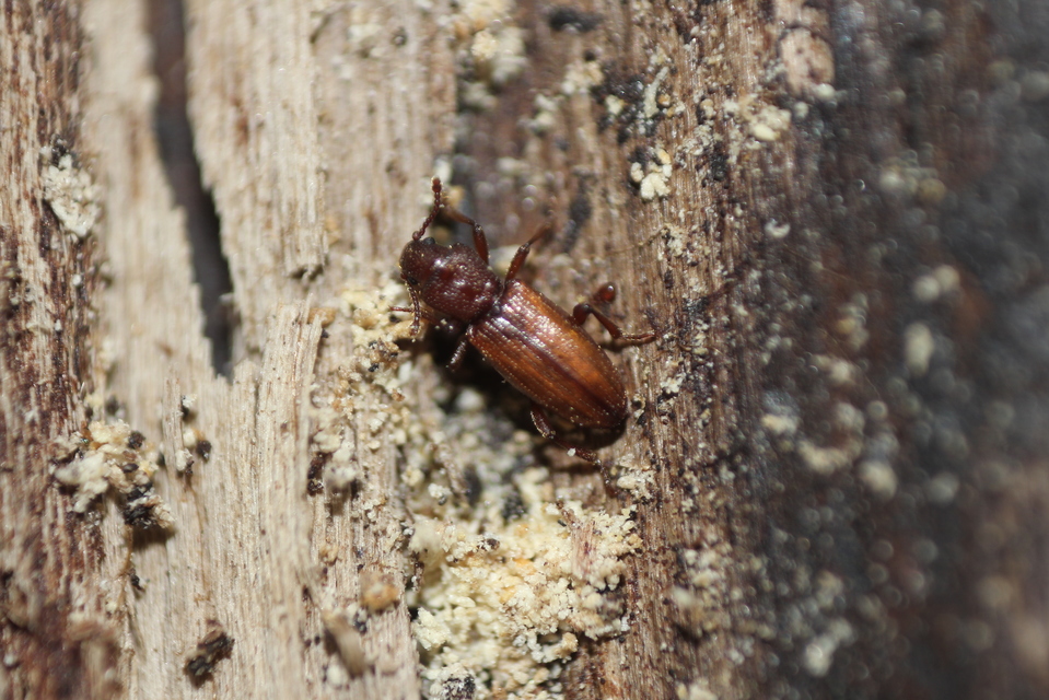 Bothrideres bipunctatus - szívnyakú humuszbogár