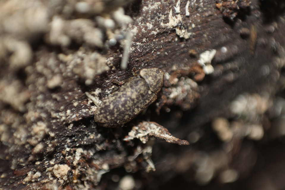 Xestobium rufovillosum - nagy álszú