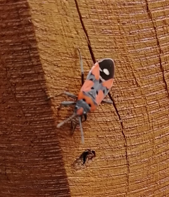 Lygaeus equestris/simulans