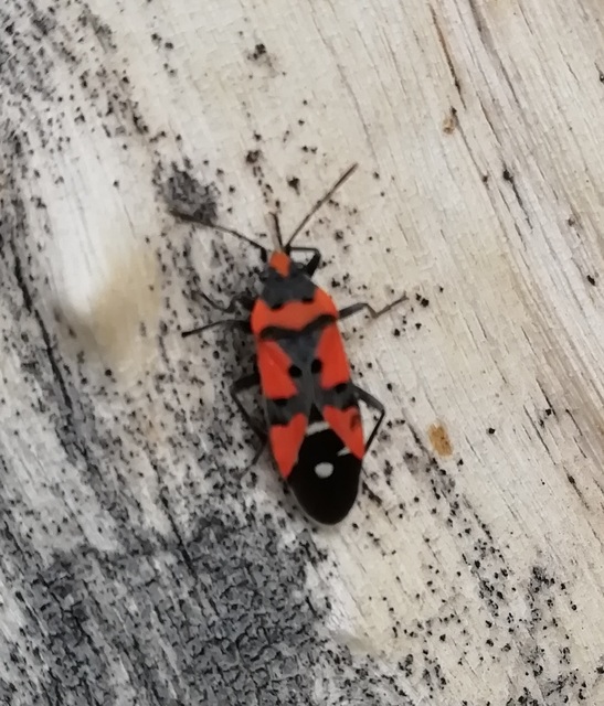 Lygaeus equestris/simulans