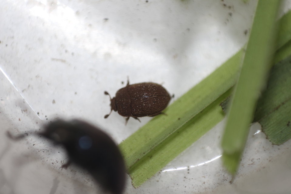Pocadius ferrugineus - közönséges pöfetegfénybogár