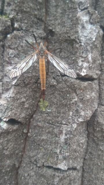 Tipula