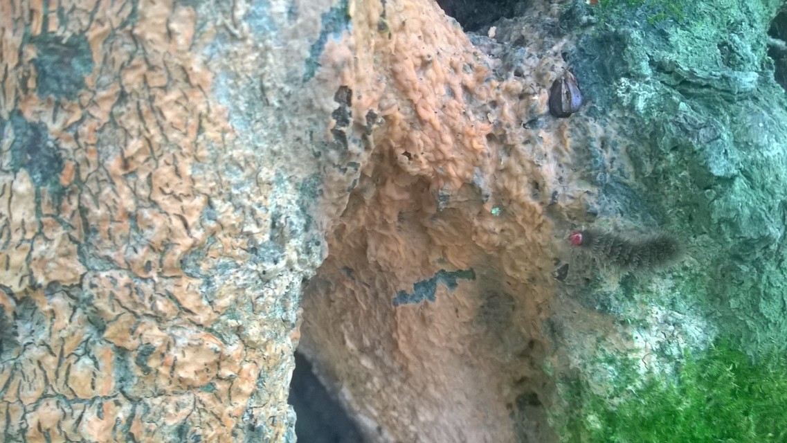 Amata phegea - fehérpettyes álcsüngőlepke